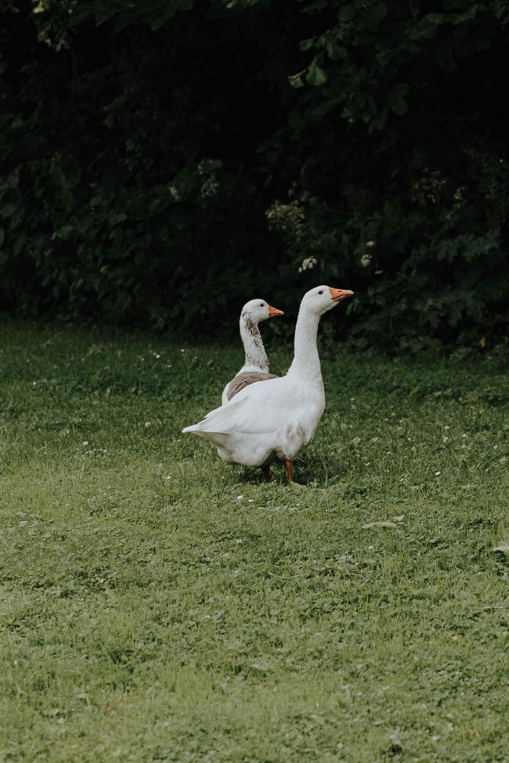 The geese on the photoshoot and filming location farm in Devon