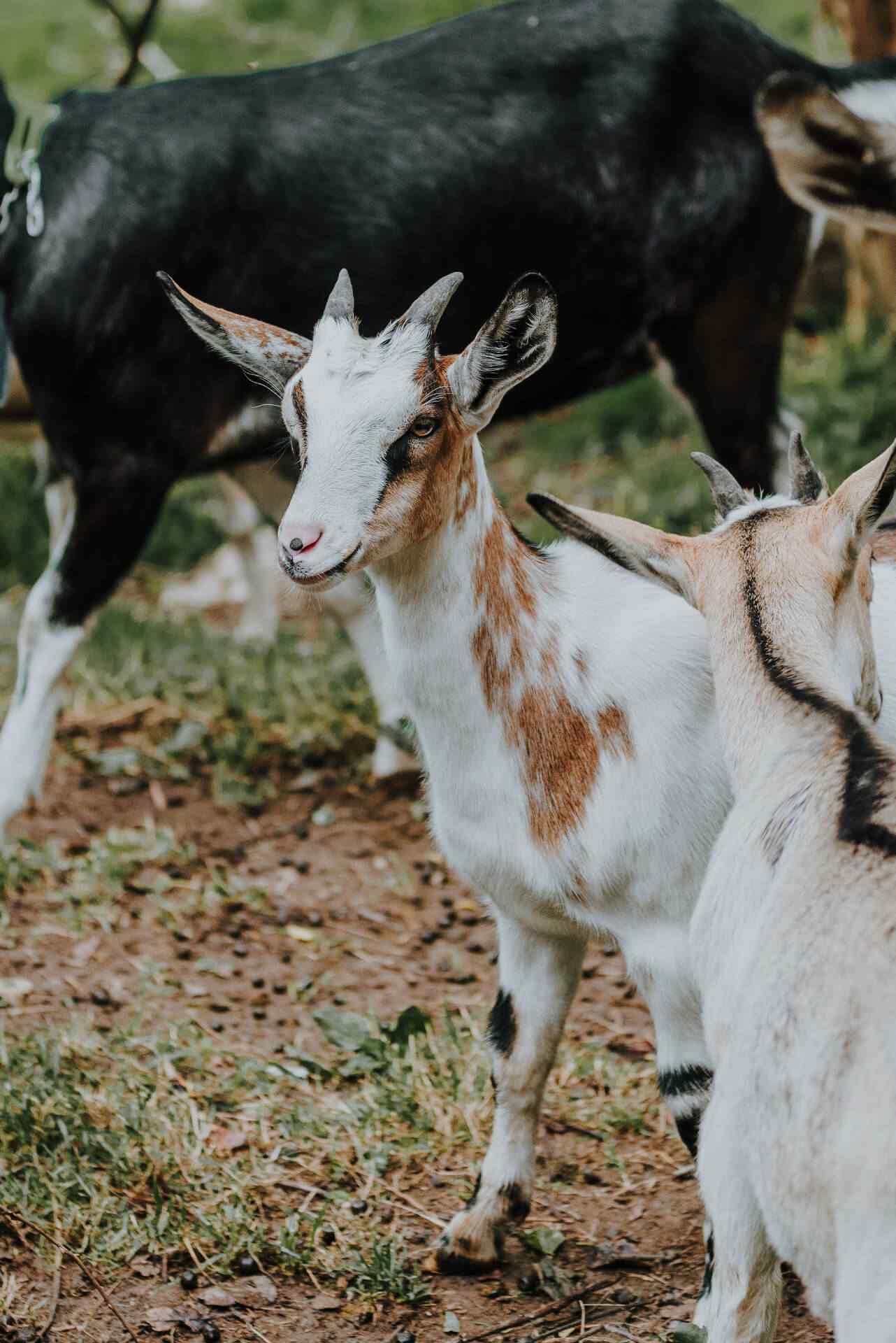 Rare breed goats at the photoshoot and filming location farm Foxesflot