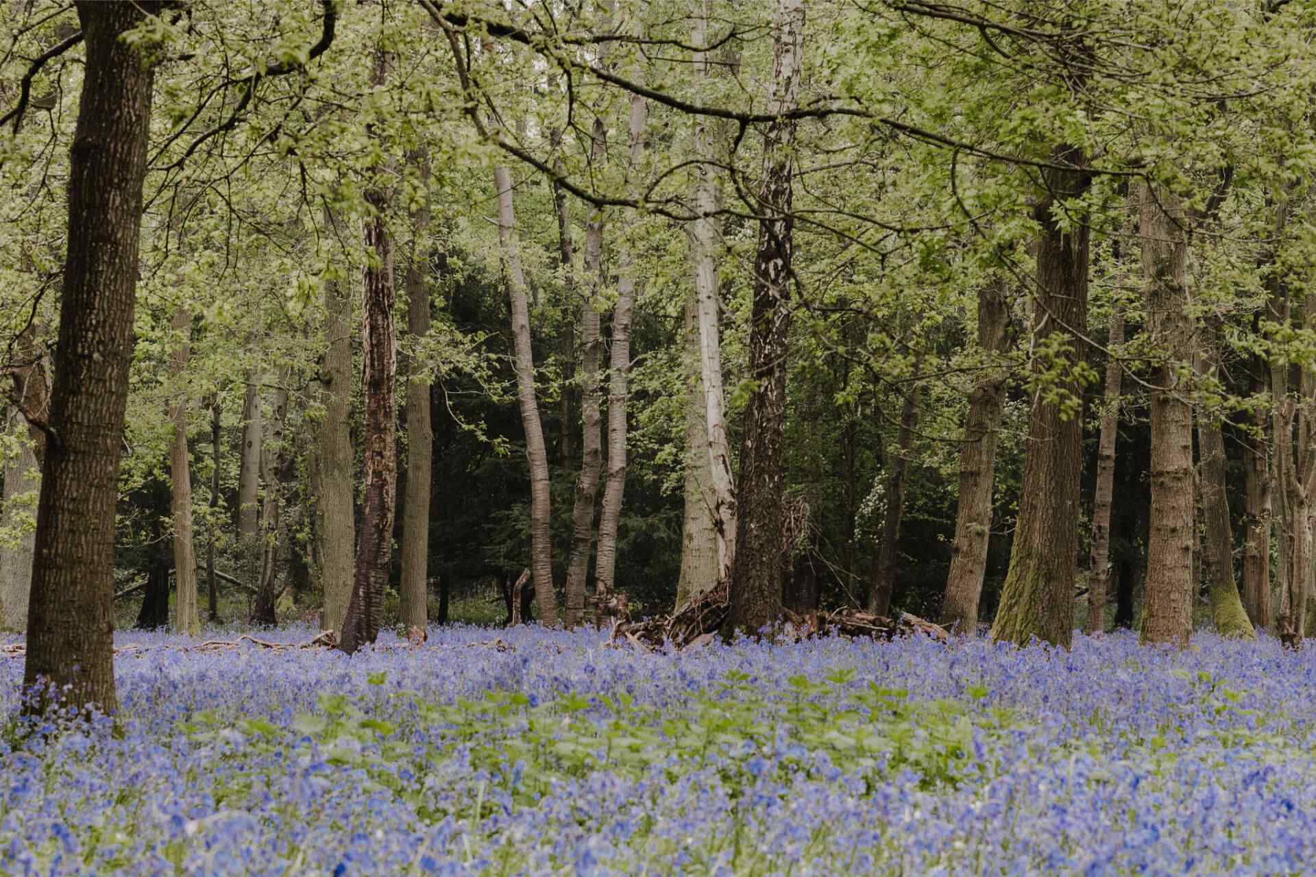 Bluebell woods photoshoot and filming location in Buckinghamshire