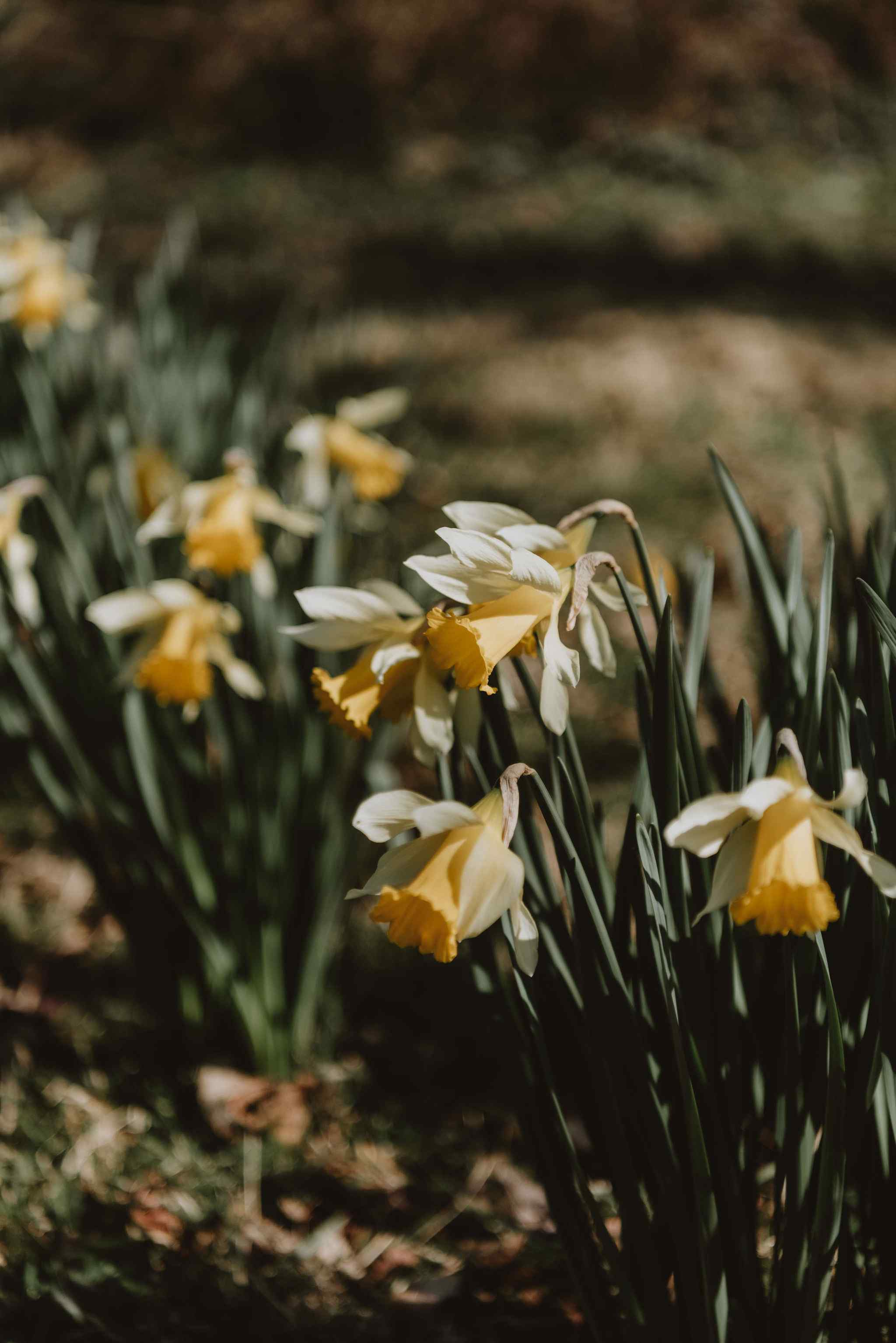 Rare heritage daffodils at Foxesflot in Devon