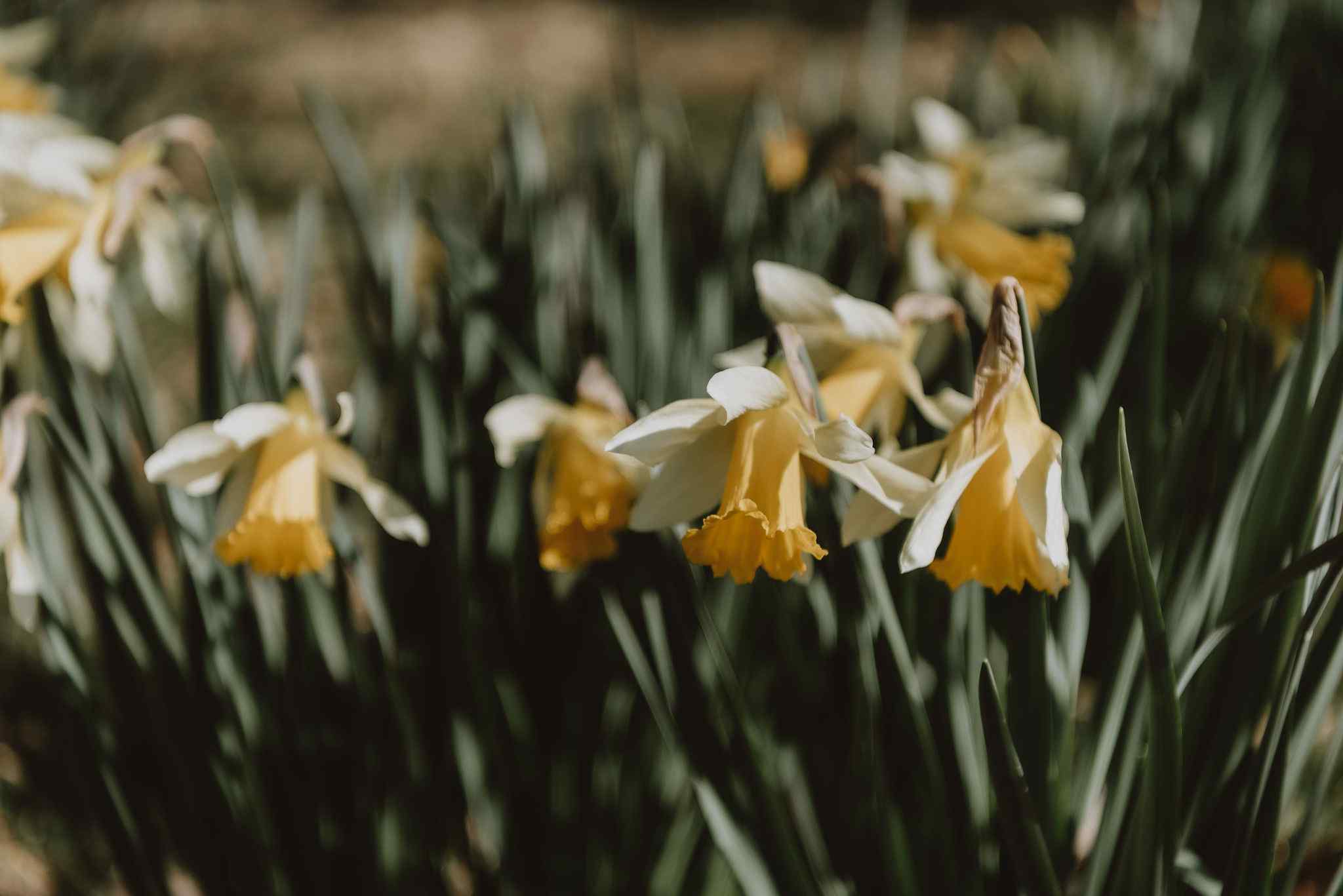 Heritage daffodils on photoshoot location farm Foxesflot